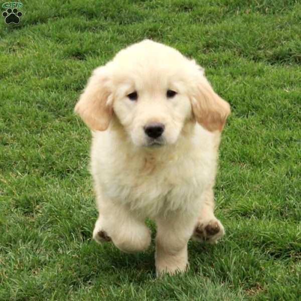 Ivy, English Cream Golden Retriever Puppy