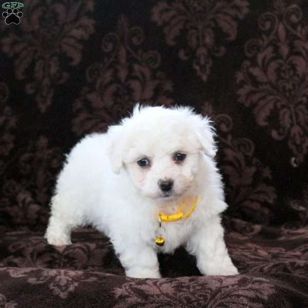 Ivy, Bichon Frise Puppy