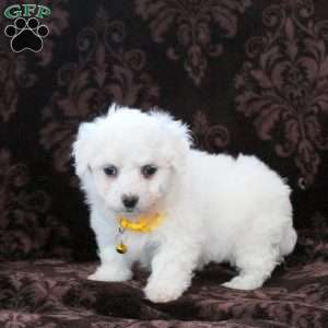 Ivy, Bichon Frise Puppy