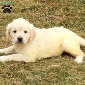 Ivy, English Cream Golden Retriever Puppy
