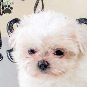 Ivy, Teddy Bear Puppy