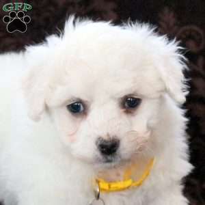 Ivy, Bichon Frise Puppy
