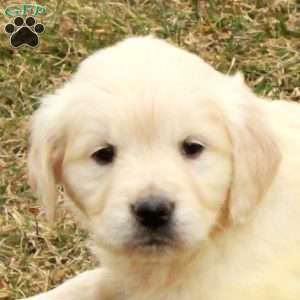 Ivy, English Cream Golden Retriever Puppy