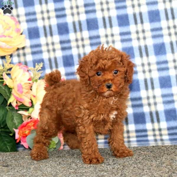 Ivy, Miniature Poodle Puppy