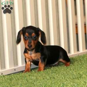 Ivy, Dachshund Puppy