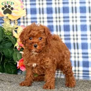 Ivy, Miniature Poodle Puppy