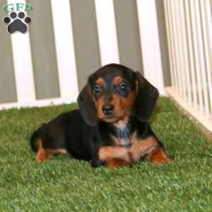 Ivy, Dachshund Puppy