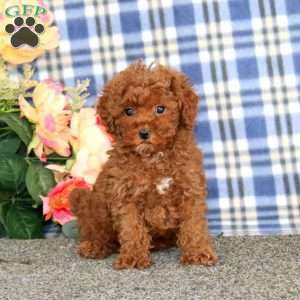 Ivy, Miniature Poodle Puppy