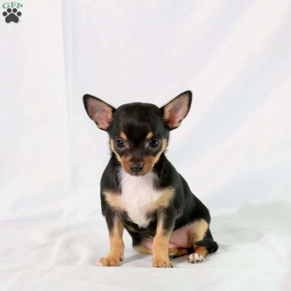 Izabel, Chihuahua Puppy