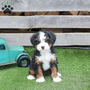 Izzie, Mini Bernedoodle Puppy