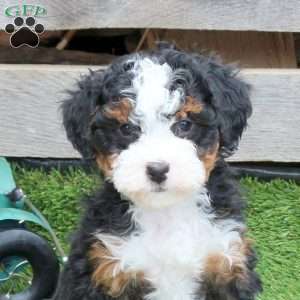 Izzie, Mini Bernedoodle Puppy