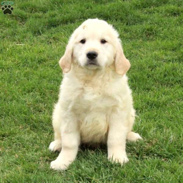 Izzy, English Cream Golden Retriever Puppy