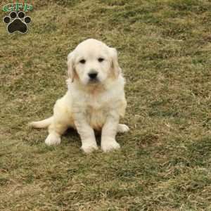 Izzy, English Cream Golden Retriever Puppy