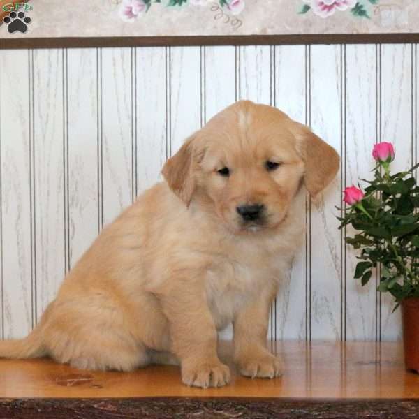 Jack, Golden Retriever Puppy