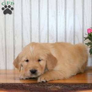 Jack, Golden Retriever Puppy