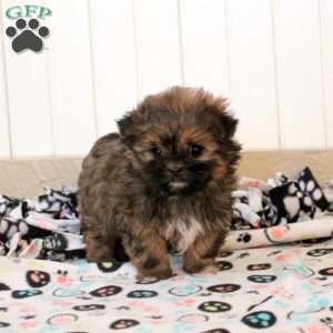 Jack, Shorkie Puppy