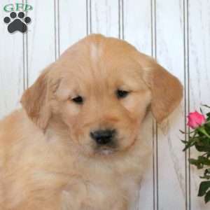 Jack, Golden Retriever Puppy