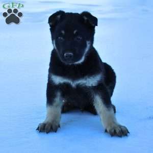 Jack, German Shepherd Puppy