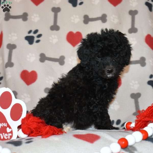 Jackson, Miniature Poodle Puppy