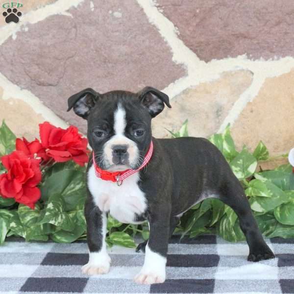 Jackson, Boston Terrier Puppy