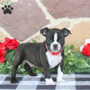 Jackson, Boston Terrier Puppy