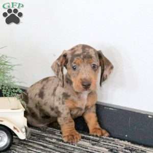 Jackson, Dachshund Puppy
