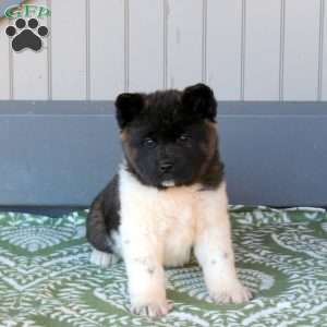 Jackson, Akita Puppy