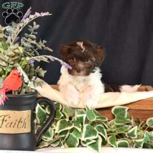 Jackson, Shih-Poo Puppy