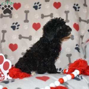 Jackson, Miniature Poodle Puppy