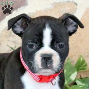 Jackson, Boston Terrier Puppy