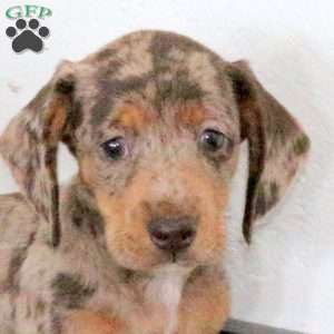 Jackson, Dachshund Puppy