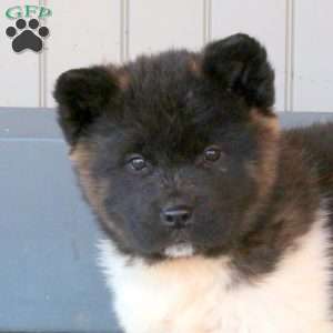 Jackson, Akita Puppy