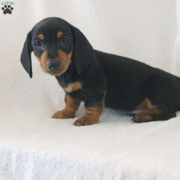 Jackson, Dachshund Puppy