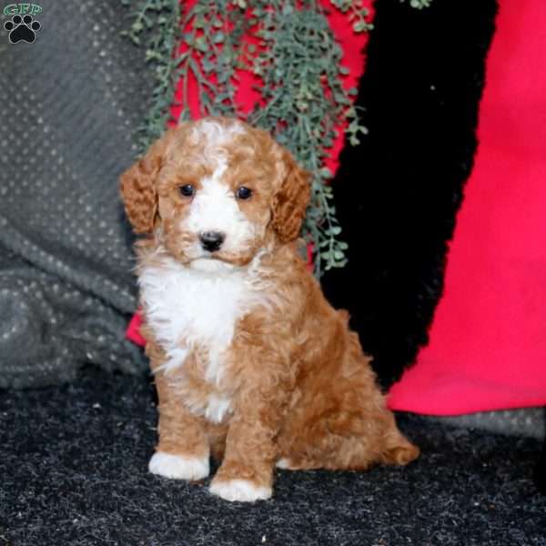 Jacob, Cockapoo Puppy