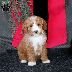 Jacob, Cockapoo Puppy