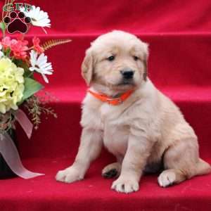 Jacob, Golden Retriever Puppy