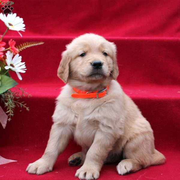 Jacob, Golden Retriever Puppy