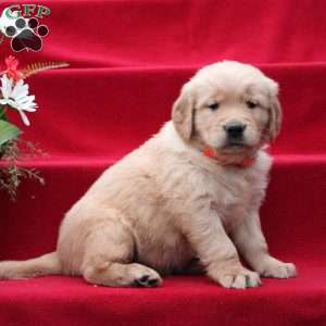 Jacob, Golden Retriever Puppy