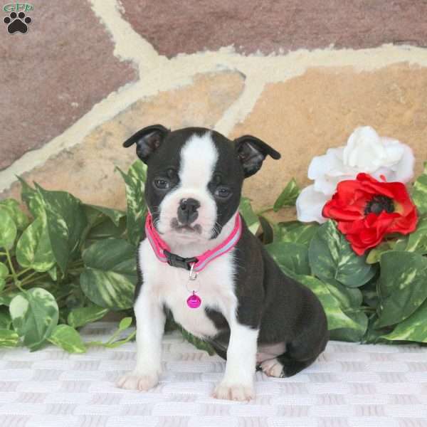 Jacy, Boston Terrier Puppy