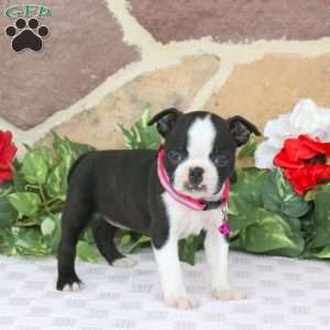 Jacy, Boston Terrier Puppy