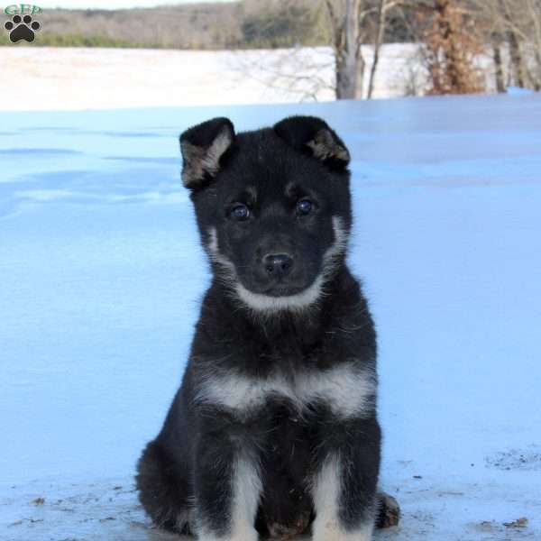 Jada, German Shepherd Puppy