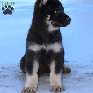 Jada, German Shepherd Puppy