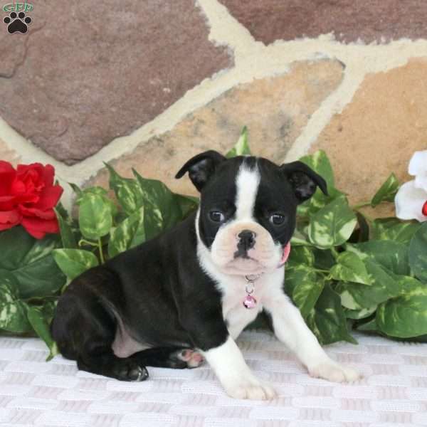 Jade, Boston Terrier Puppy