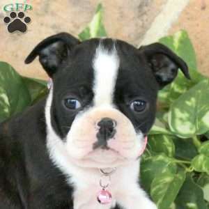 Jade, Boston Terrier Puppy