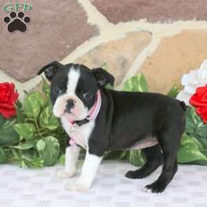 Jade, Boston Terrier Puppy