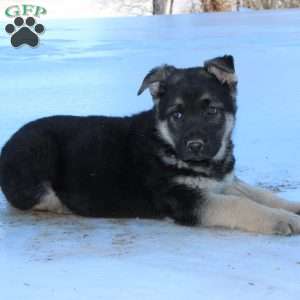 Jagger, German Shepherd Puppy