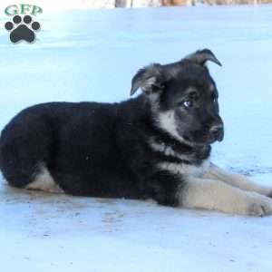 Jagger, German Shepherd Puppy