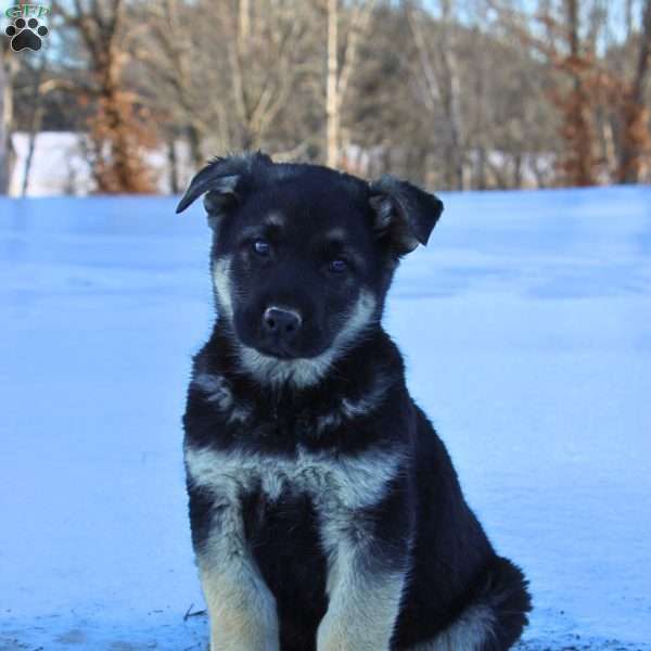 Jagger, German Shepherd Puppy