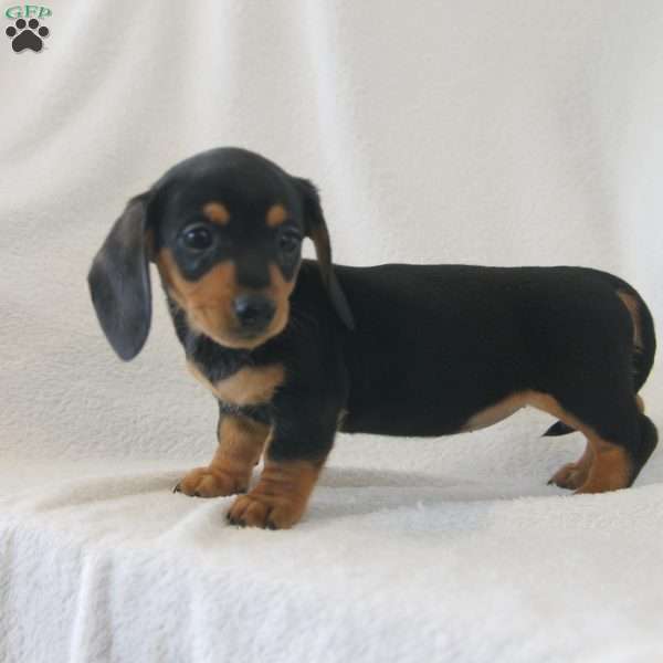 Jane, Dachshund Puppy