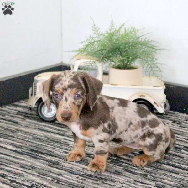 Janelle, Dachshund Puppy